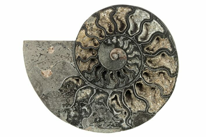 Cut & Polished Ammonite Fossil (Half) - Unusual Black Color #267902